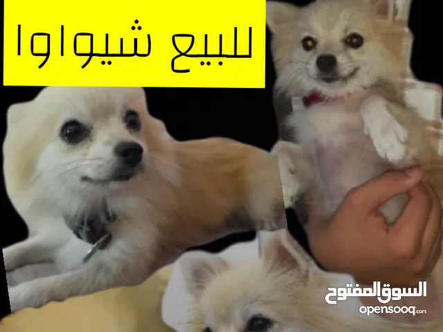 كلبه شيواوا بسعر جيد عندك التواصل