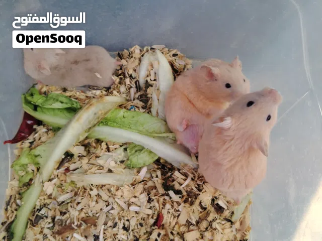 همستر للبيع