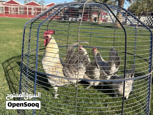 فيومي ألمونيوم