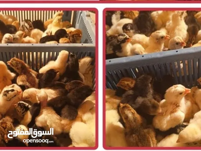 صيصان عماني هجين يتوفر كل شهر 50الف صوص يتوفر بيض مخصب عماني هجين كل أسبوع 150شيت دجاج عماني هجين