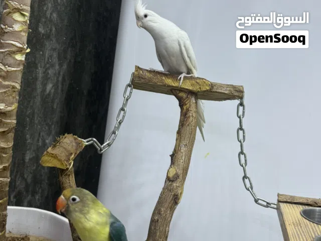 مجسم خشم ستاند الوصف!!!!!!!!!!!!!!