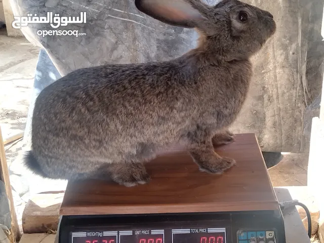 كوم اناث أرانب للبيع
