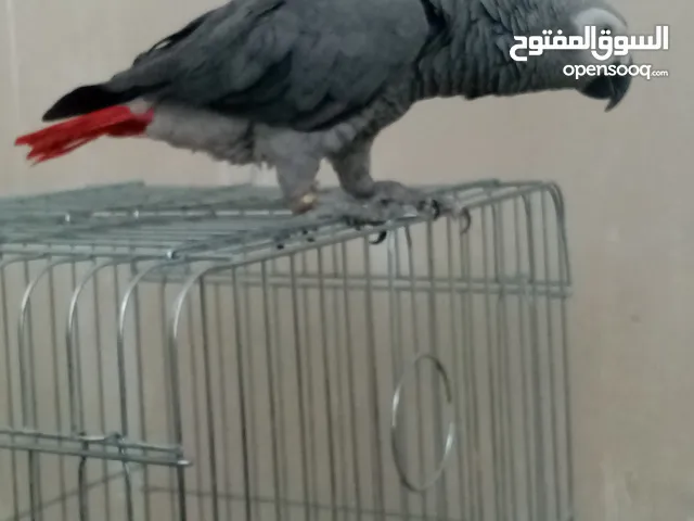 كاسكو فرخ لقطه
