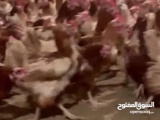 مطلوب دجاج اللوهمان البياض