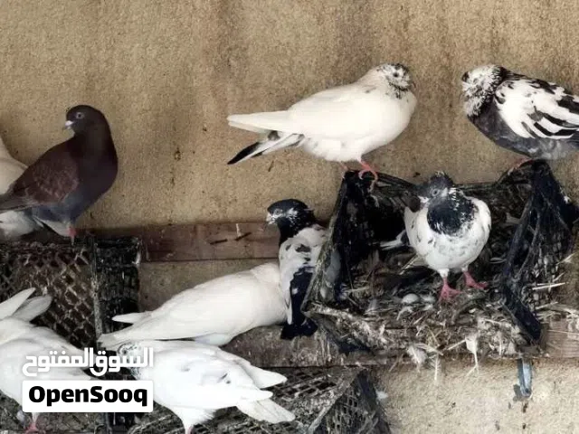 حمام البيع العدد 6 الواحد ب ريال