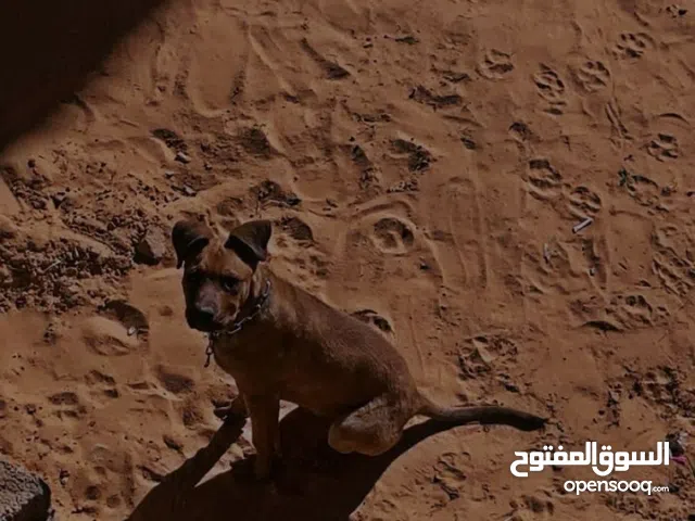 موجود جرو مالينوا