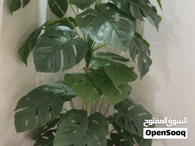 مركن شجرة اليقطين روعه كإنها طبيعيه جديده