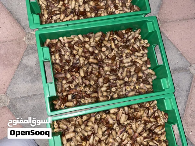 تمر نغال للبيع