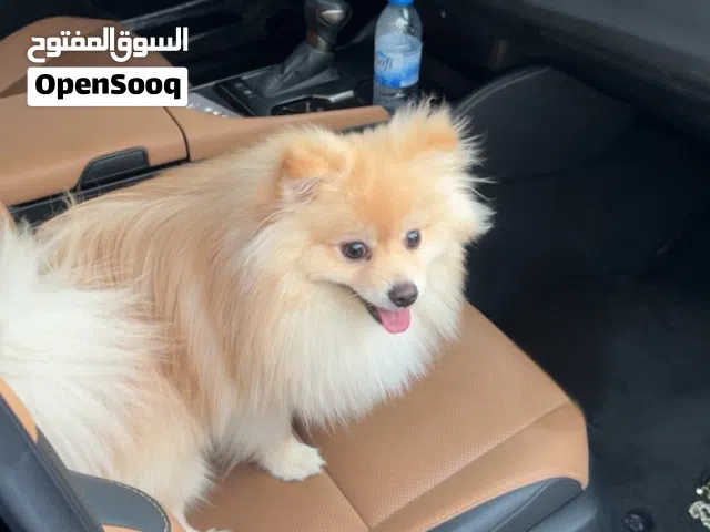 Pomeranian