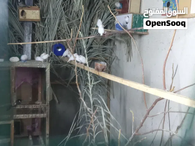 غندور زوجين  مع جاوه  قره الوصف