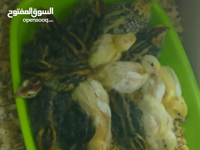 افراخ سمان للبيع، تربية منزلية سعرهم كلهم يصير هنة ماشاءالله خمصطعش فرخ. بيع شلعة وحدة.