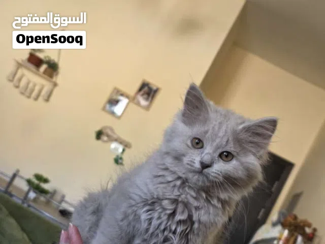 بريطاني طويل الشعر ميكس