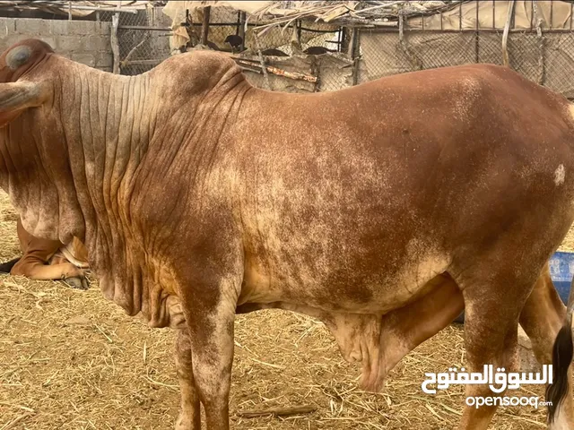 لحم ثور مطعوم