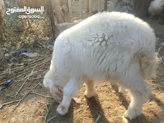 نعجه كشريه كوتاويه مطفله اقرا الوصف خوان