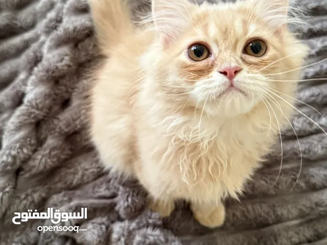 قط بيرشن مكس للتفاصيل تواصل واتس
