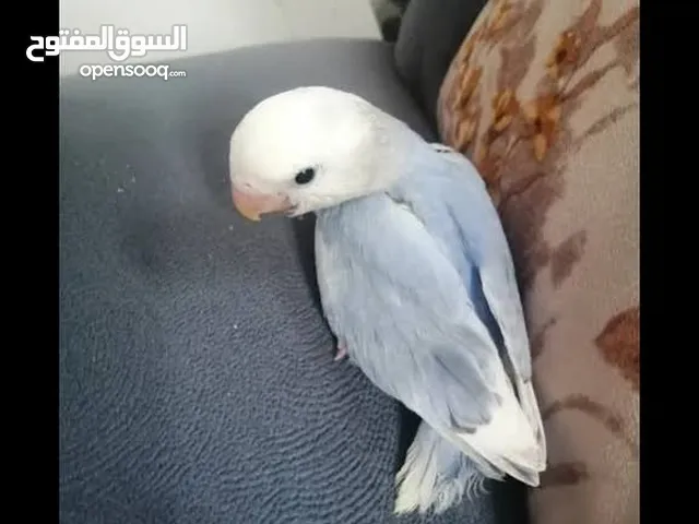 مطلوب فرخ روز نفس لون او قربب منه بسعر معقول Abou kinan