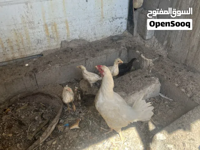 دجاج عربي للبيع
