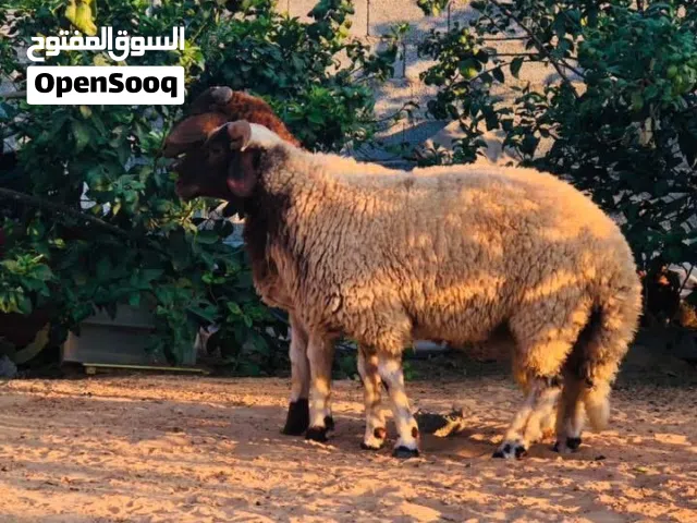 زوز خرفان وطنيات