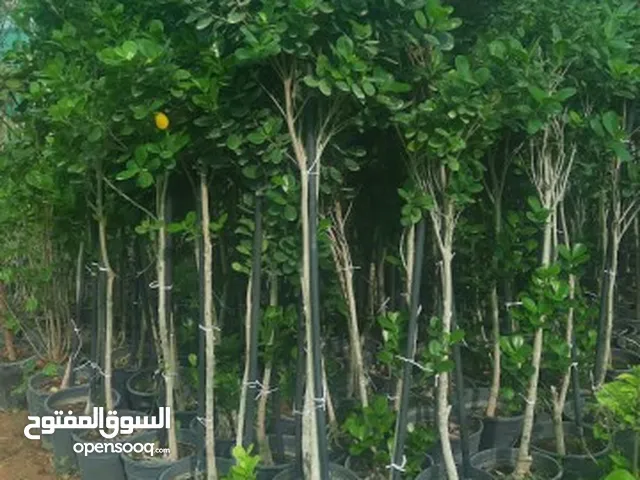 تنسيق حدائق شلالات ونوافير