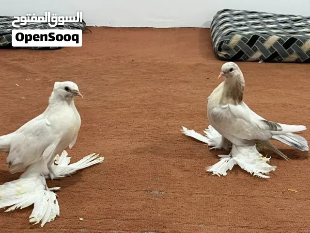 طرف هزاز + طرف شرشلي