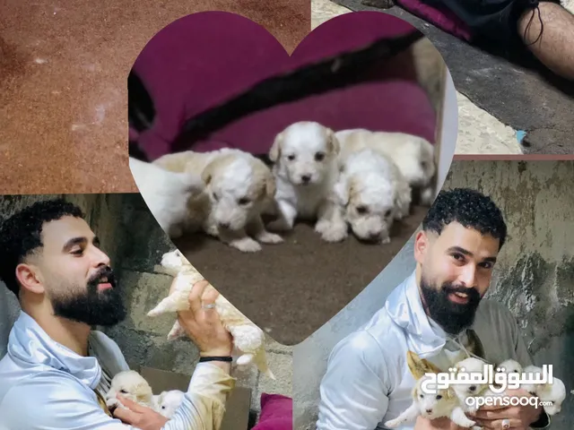 جراء فرنش تيرير بيور 100000000. بالميه اهالي مستوردة دباديب بوز قصير وعريض دباديب ما شاء الله