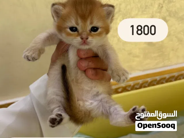 متوفر كتنز ألوان جميله ومختلفه للحجز