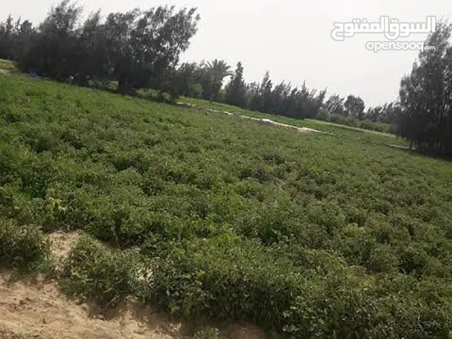 Farm Land for Rent in Zagazig Other