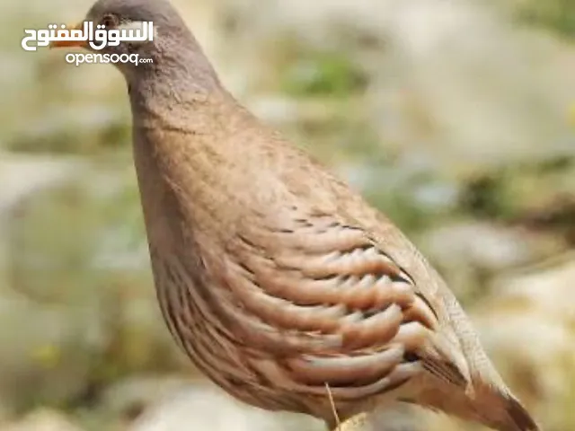 مطلوب حجل الرملي