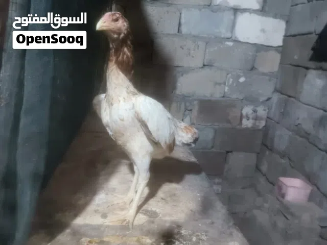 السلام عليكم متاح ديك وثلاث دجاجات واحده المانيه واثنين تركيات رس طيب