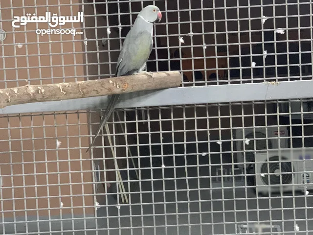 طيور متوه $$