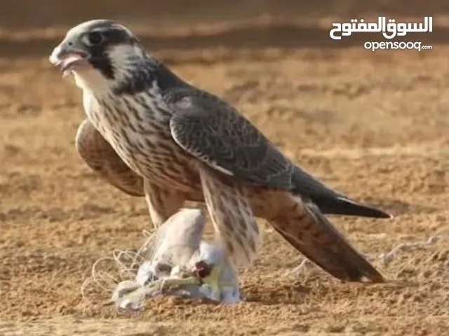 طير للبيع في الرياض