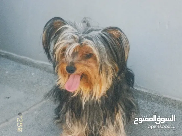 Yorkshire for ADOPTION
