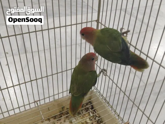 لوف بيرد جوز+ فشير جوز
