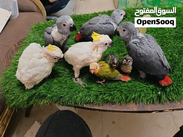 متااااح فراخ كوكاتو وفراخ كاسكو وفراخ جرين شك