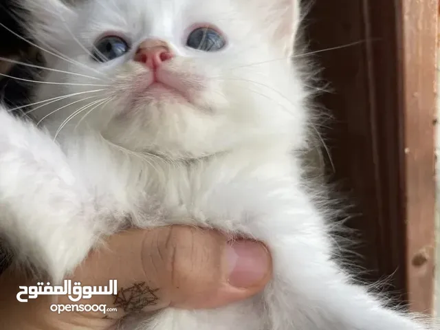 بتدور على قطط وبسرت اسعار غالية ويقولو لك من 30 الف وانت مابش معك اقرء وشوف العرطه هذه