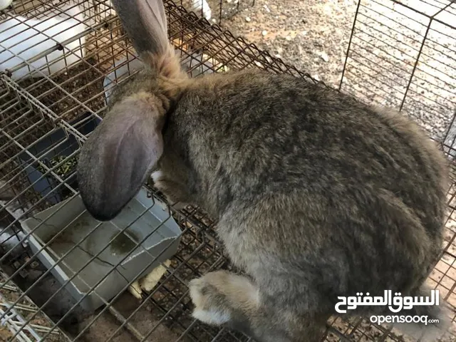 ارانب للبيع