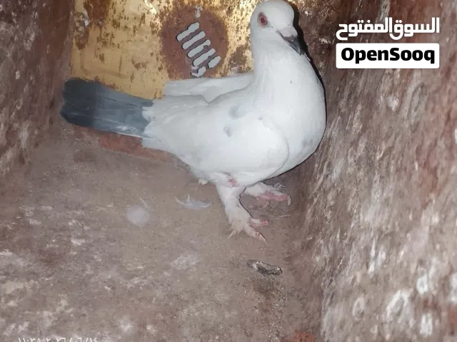 حمام البيع