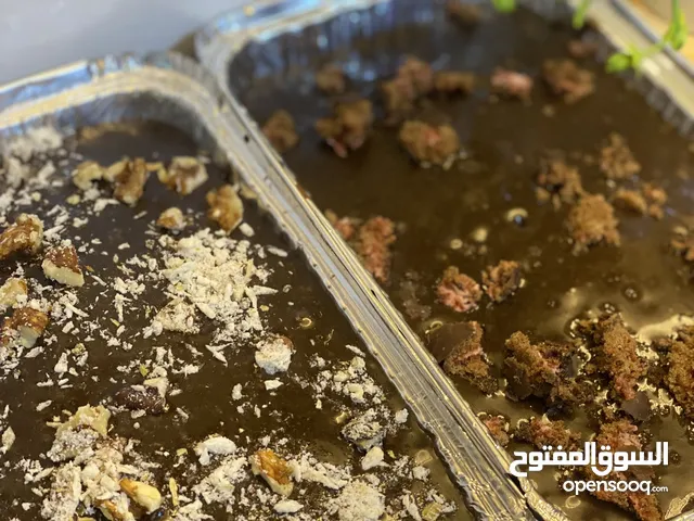 متوفر جميع الأكلات حسب طلب