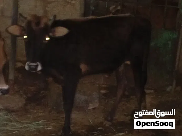 للبيع عجل عماني تابع الوصف
