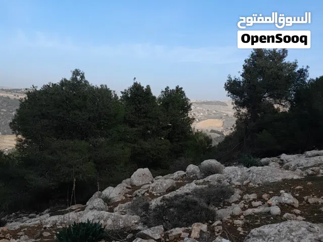 قص الاشجار وتقليم الاشجار وتنسيق الحدائق ورش الاشجار وتشكيل اشجار الجولدستار