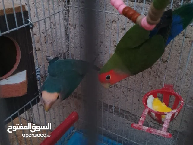 متاح جوز روز للبيع و جوز حب هوقو رومو فل وردات