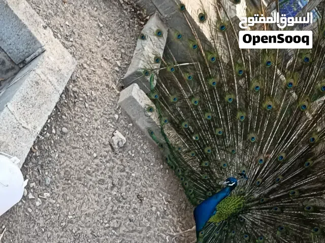 للبيع طاوس هندي زوج + فروخ روز تابع الوصف