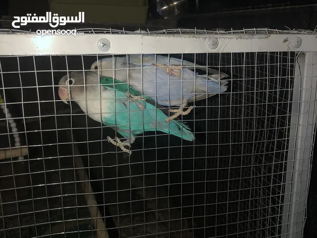 عصافير شغلات