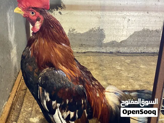 اقرأ الوصف