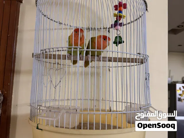 Love birds