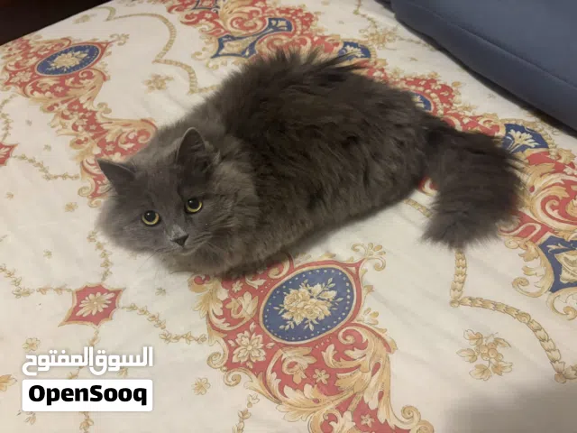 قط بجنن للبيع