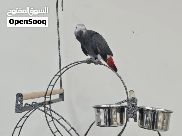 ببغاء كاسكو (جاكو)