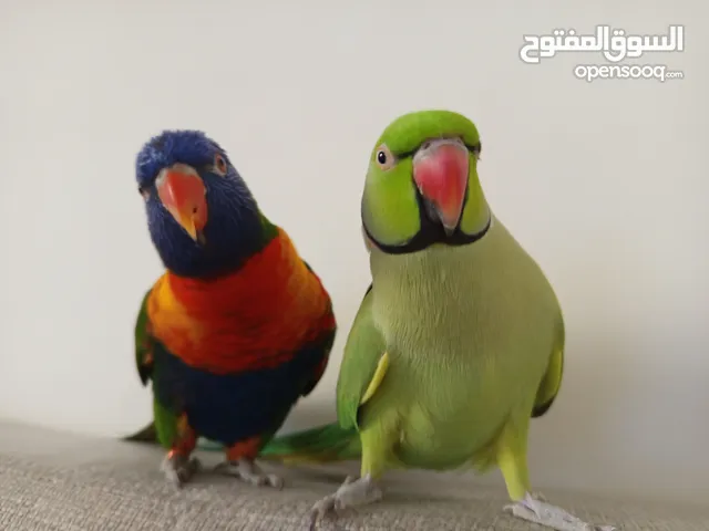 لوري ودره للبيع