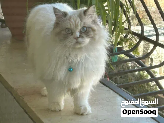 قطه شنشيلا انثى مستوى عالي