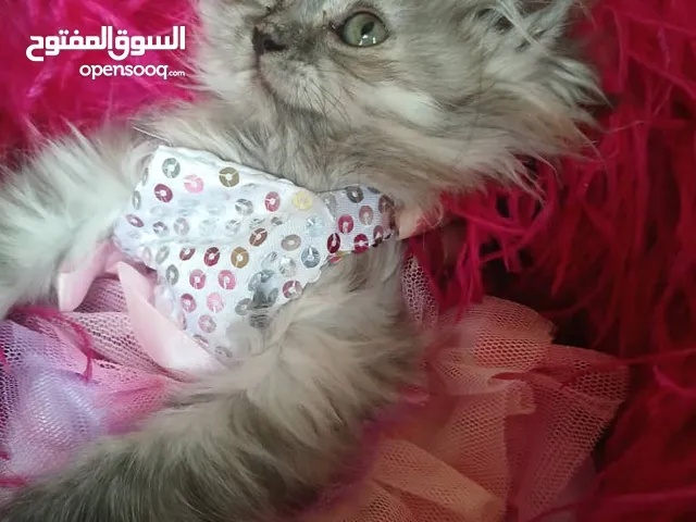 قطه شيرازي صغنونه